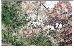 appletrees_detail.1.jpg