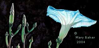 Blue-Morning-Glory_copyright.jpg