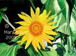 Sunflower-1_copyright.jpg