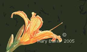 day-lily_copyright.jpg