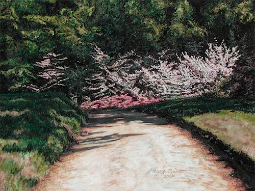 'Azaleas and Pathway' ©