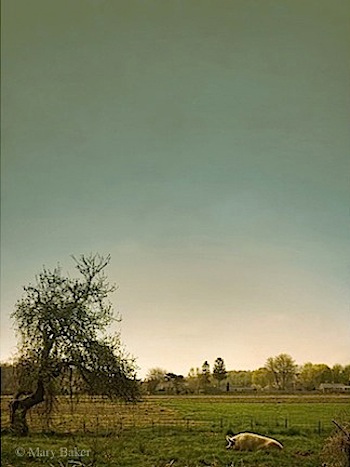 'Pig and Apple Tree' © digital image