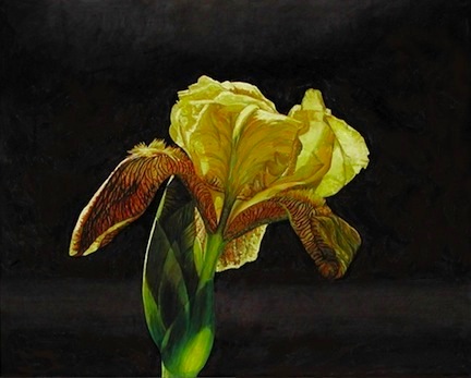 'Yellow Iris' ©