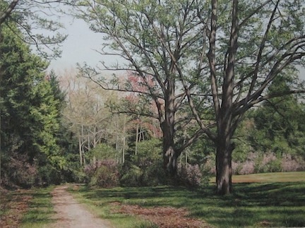 'Pathway at Maudslay' ©