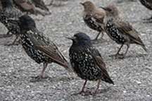 starlings.jpg