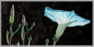 Blue Morning Glory, Oil on Panel, © Mary Baker