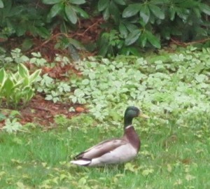 mallardduck