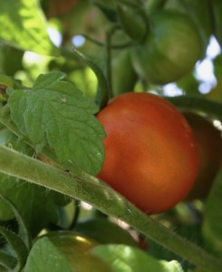 Tomato Plant