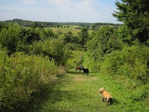 Woodsom Farm in Amesbury, courtesy of Kim Kudym