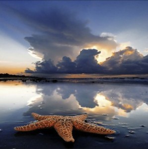 Starfish, digital photo by 4eyesphoto (used with permission)