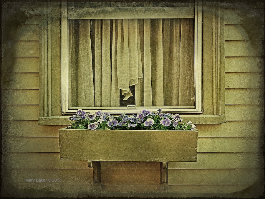 Window with pansies, digital image © Mary Baker